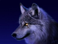 *Evily_wolf* Logo *Evily_wolf* Logo
